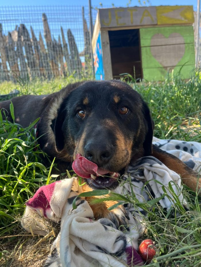 Luli wants a home - media 7