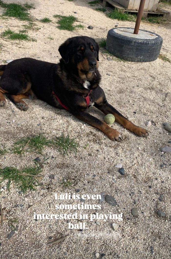 Luli wants a home - media 8