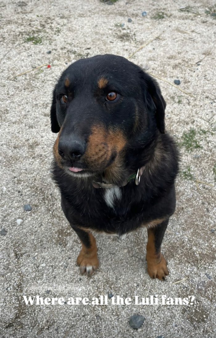 Luli wants a home