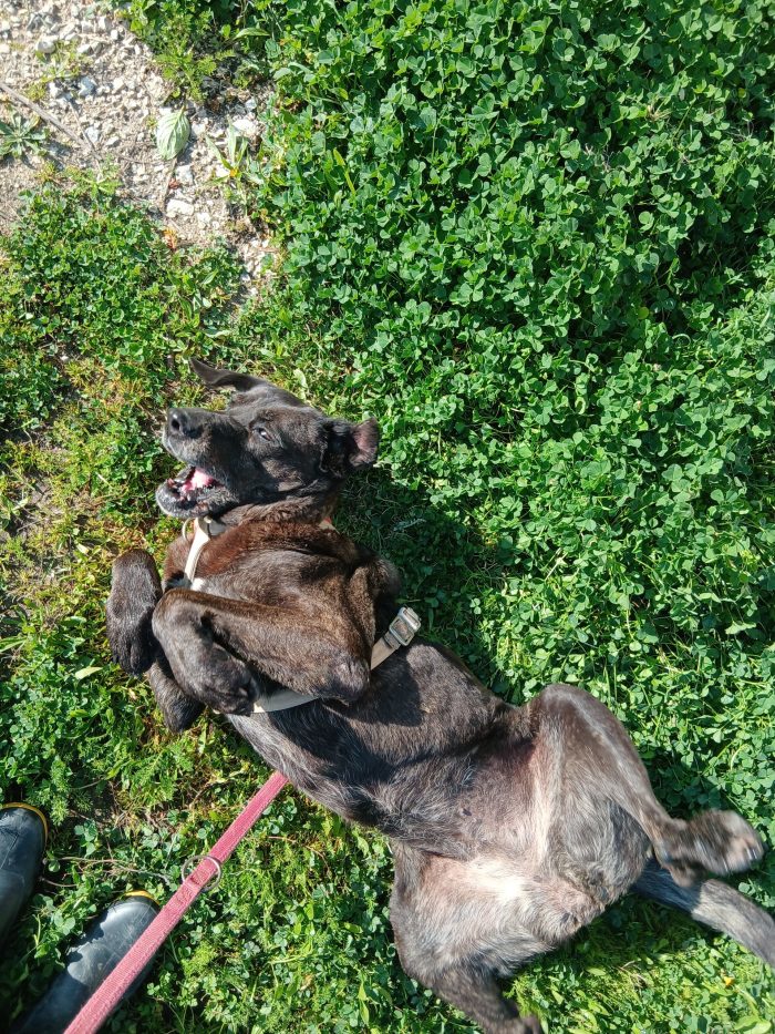 Piccola, una vita in rifugio - media 6
