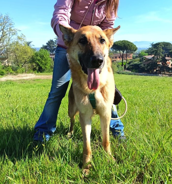 Pastore Tedesco femmina 6anni,rinata,merita 1famiglia tutta sua.PUGLIA