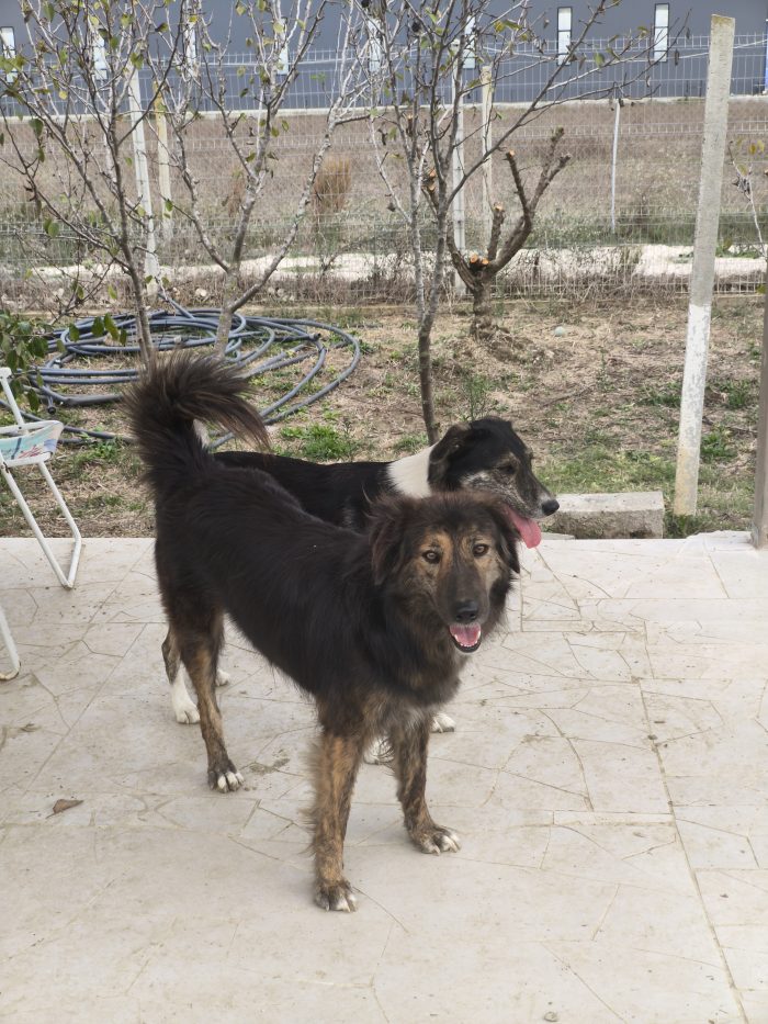 Perro needs a home