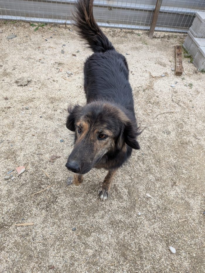 Perro needs a home - media 5