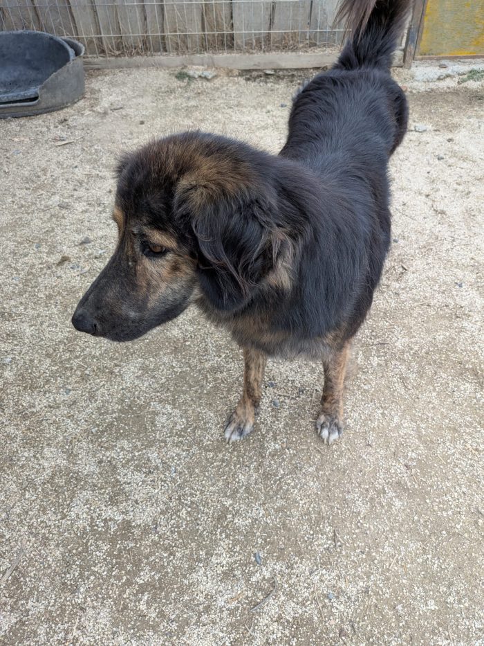 Perro needs a home - media 4