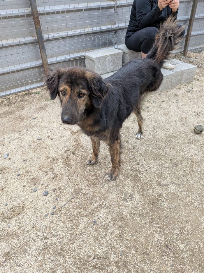 Perro needs a home