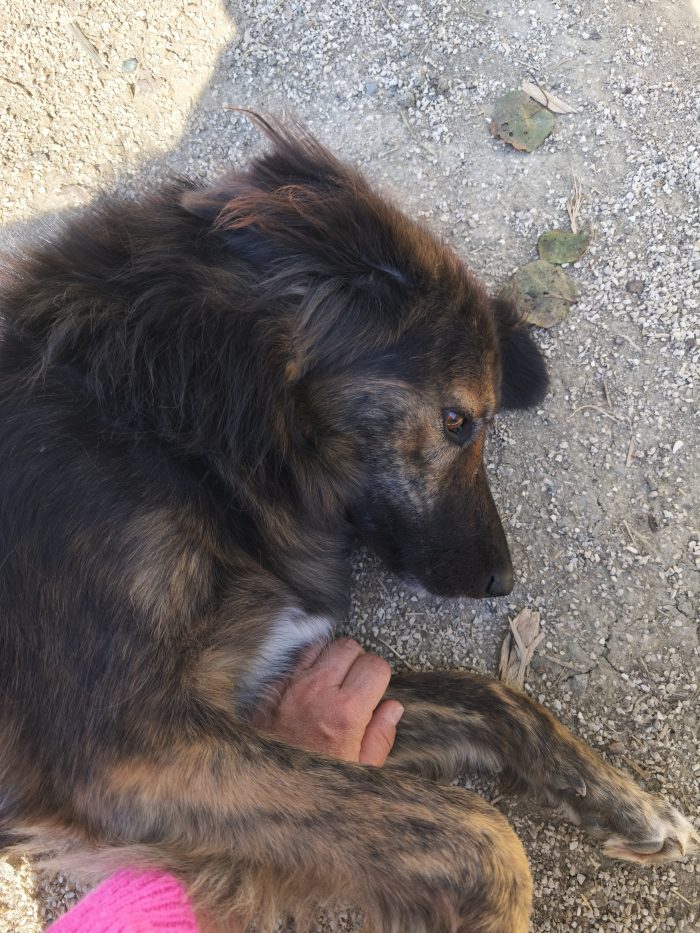 Perro needs a home - media 6