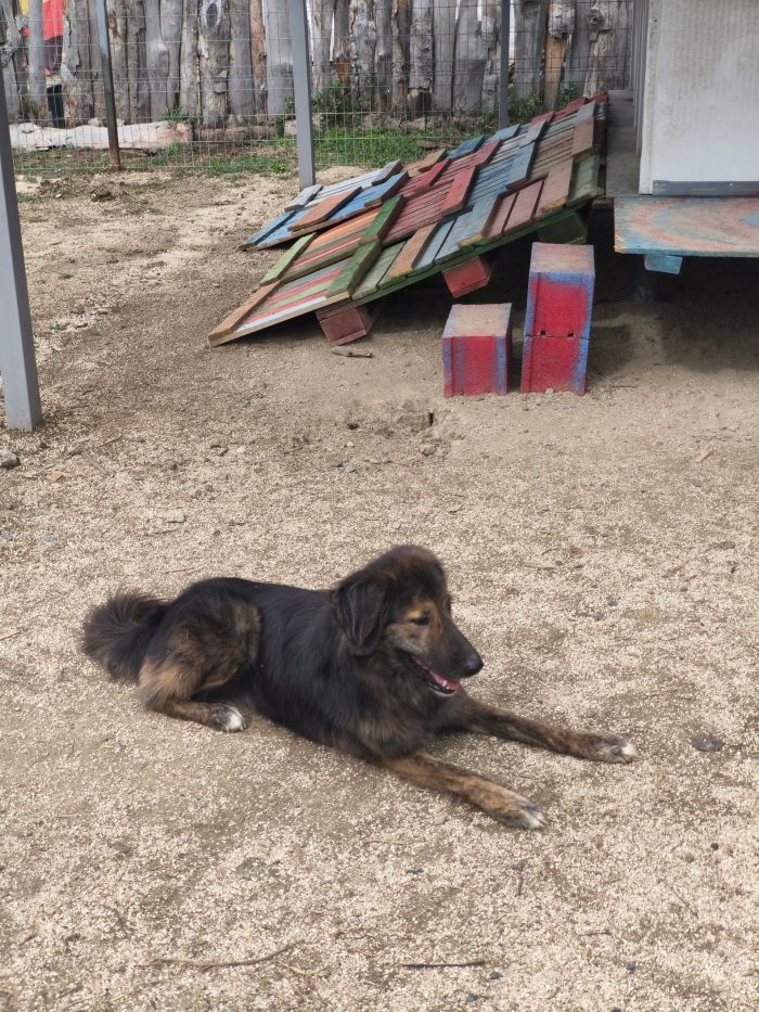 Perro needs a home - media 7