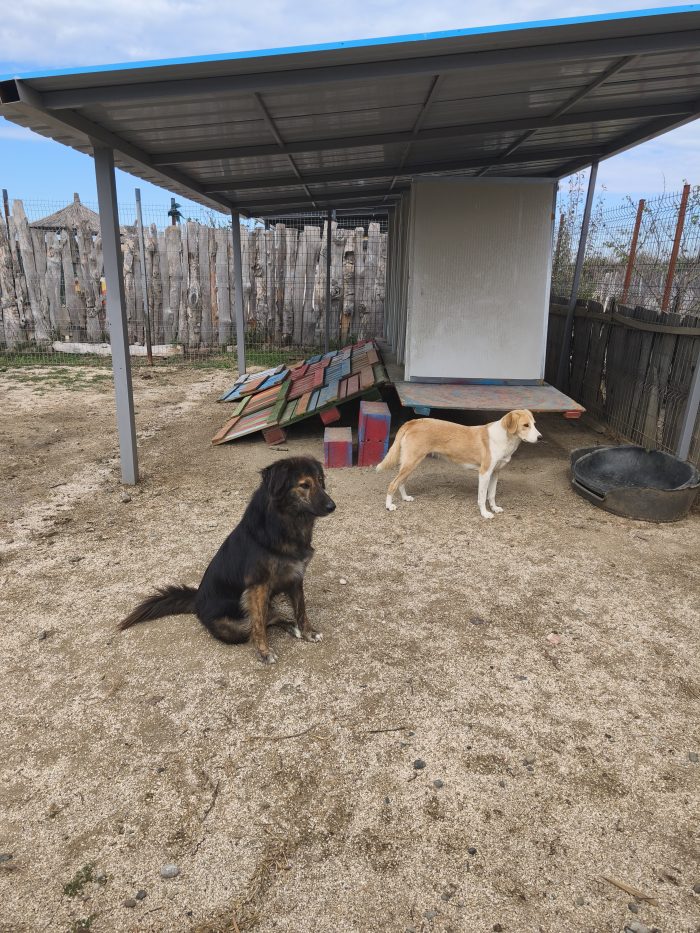 Perro needs a home - media 8