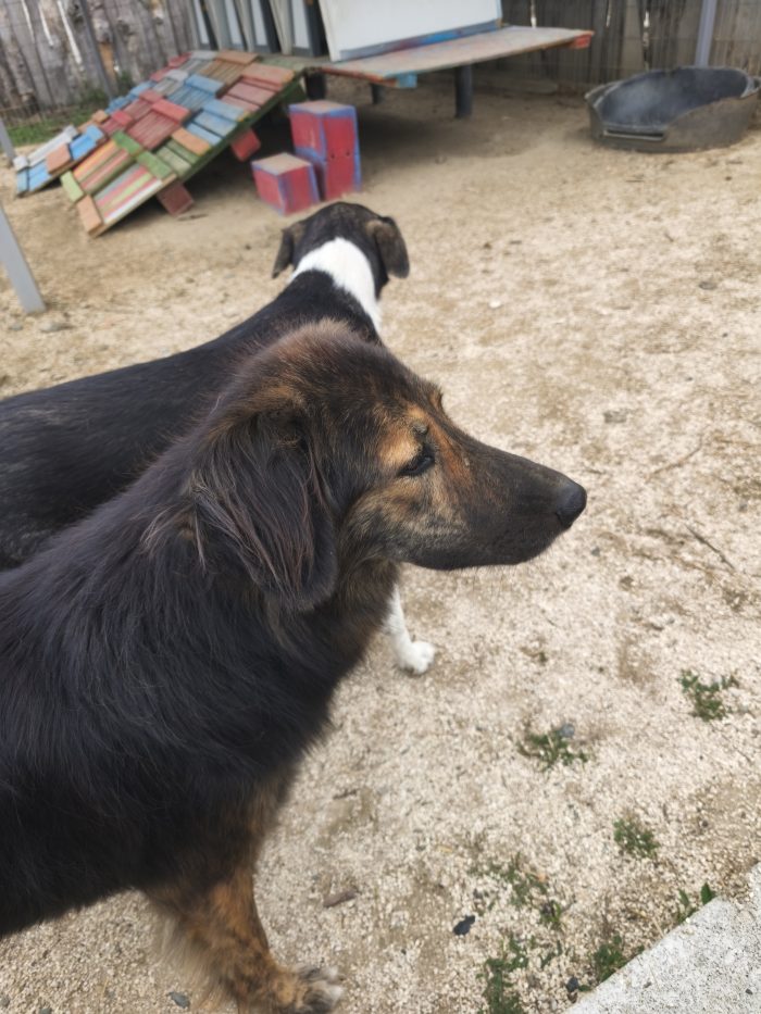 Perro needs a home - media 9