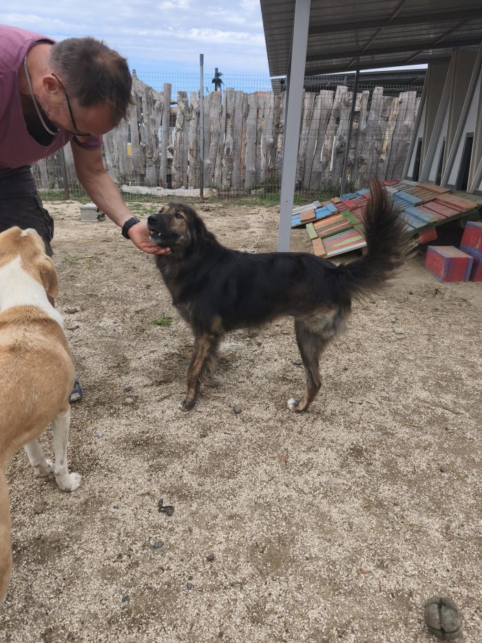 Perro needs a home - media 10