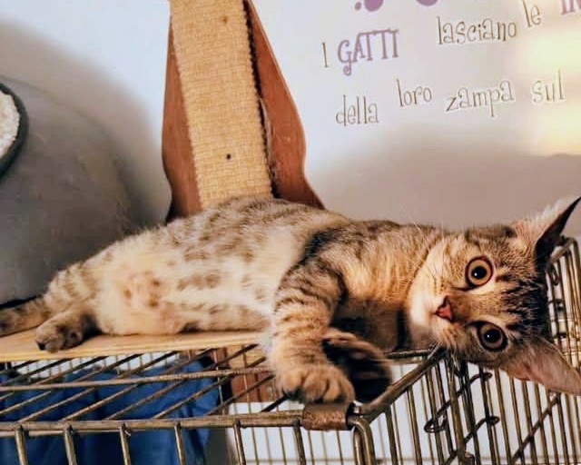 5/6 mesi dolce come lo zucchero - media 4