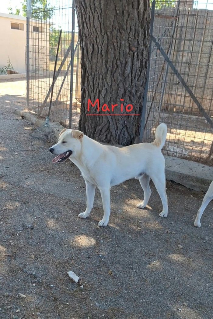 Mario