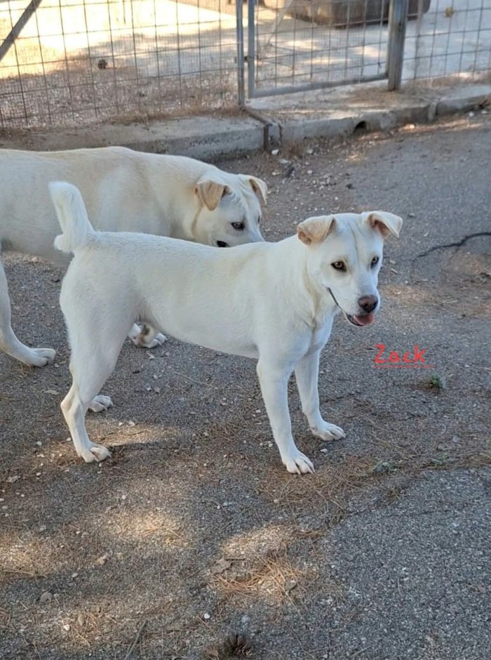 Zack mix labrador in adozione.