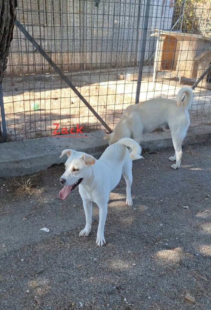 Zack mix labrador in adozione.
