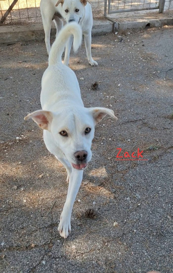Zack mix labrador in adozione.