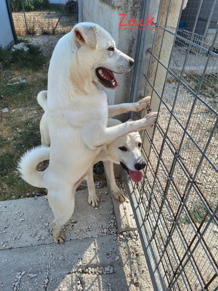 Zack mix labrador in adozione. - media 5
