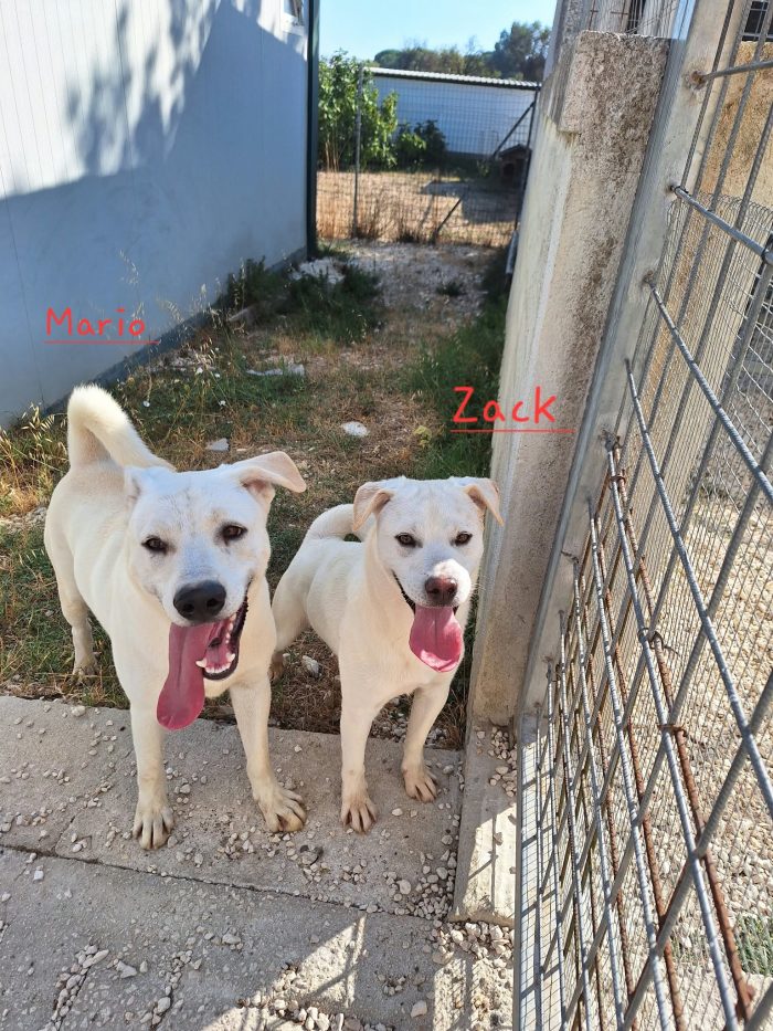 Zack mix labrador in adozione. - media 4
