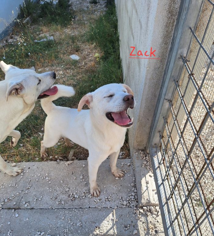 Zack mix labrador in adozione. - media 6