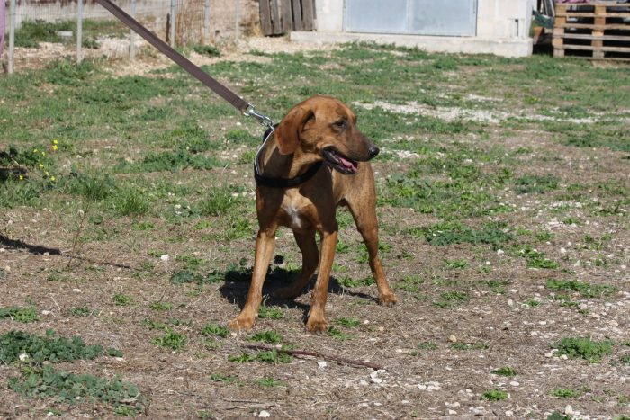 Giordan stupendo segugio in adozione