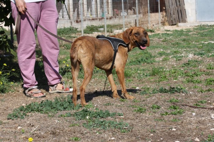 Giordan stupendo segugio in adozione - media 4