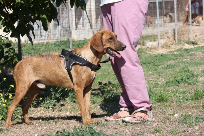 Giordan stupendo segugio in adozione - media 6