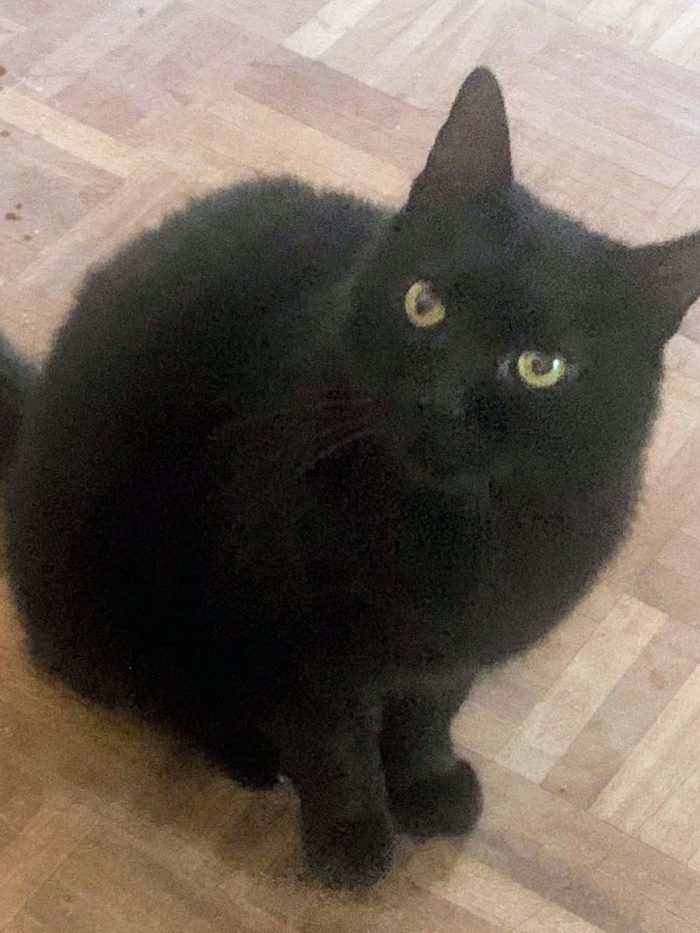 Bellissimo gattone 3 anni