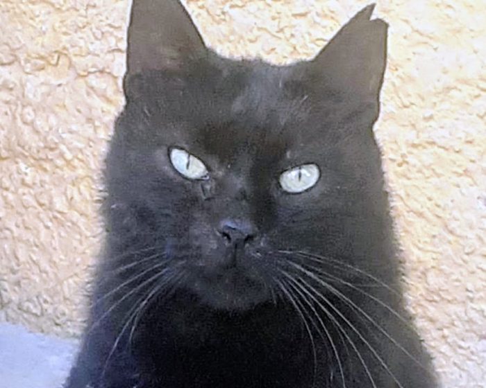 Bellissimo gattone 3 anni
