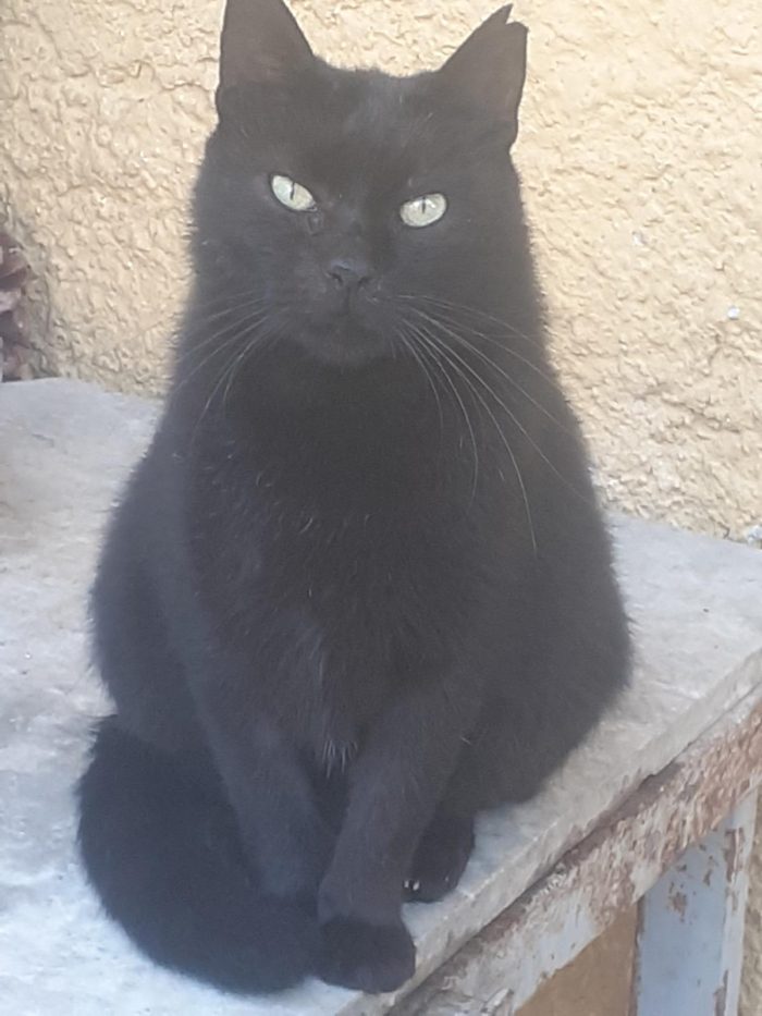 Bellissimo gattone 3 anni - media 4