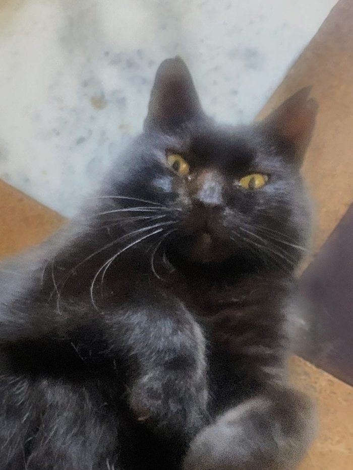 Bellissimo gattone 3 anni