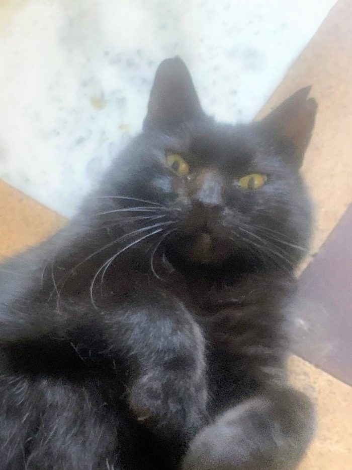 Bellissimo gattone 3 anni - media 6