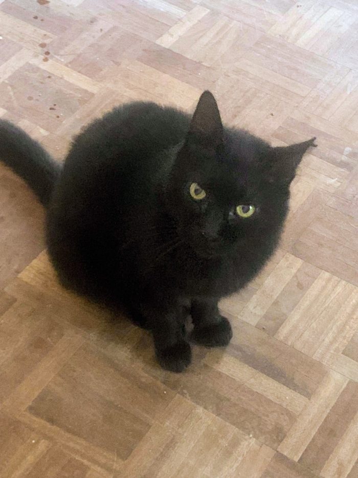 Bellissimo gattone 3 anni - media 5