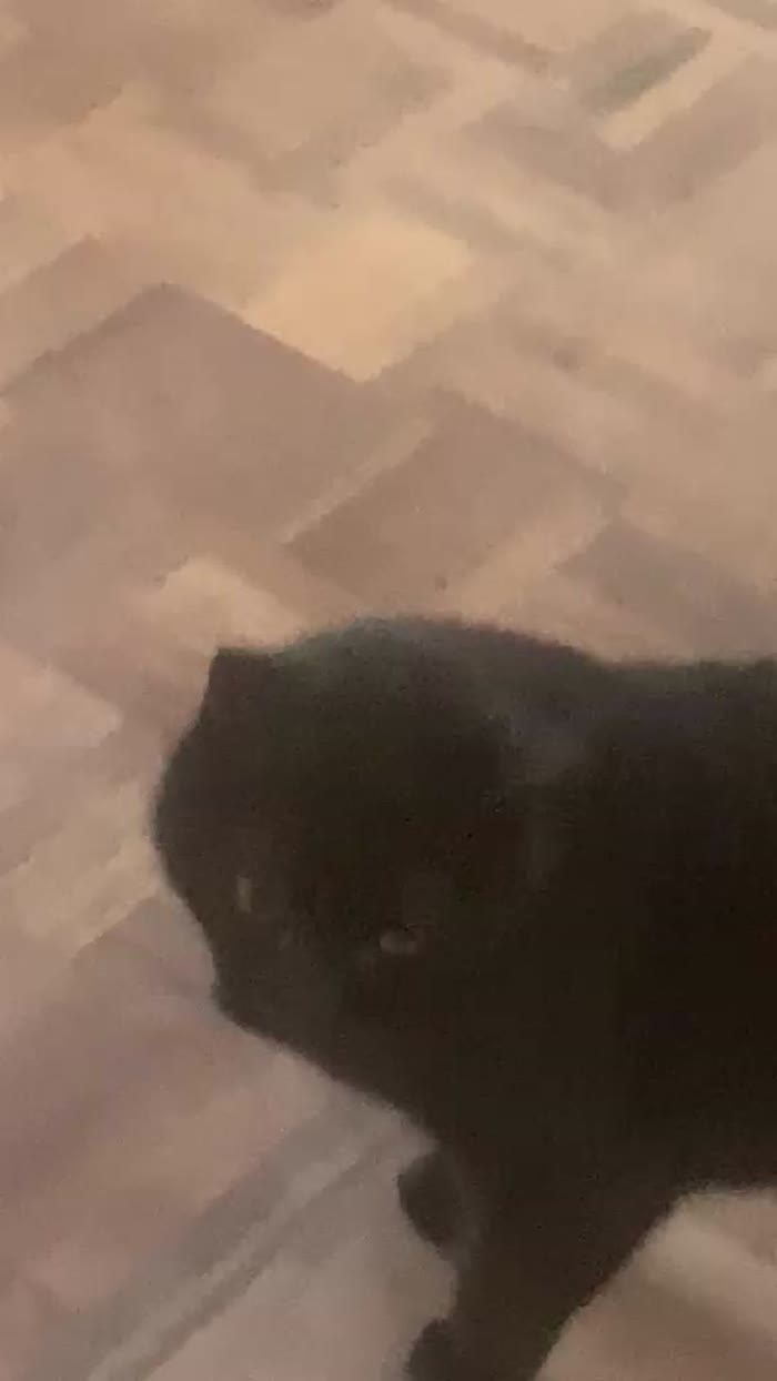 Bellissimo gattone 3 anni - media 7