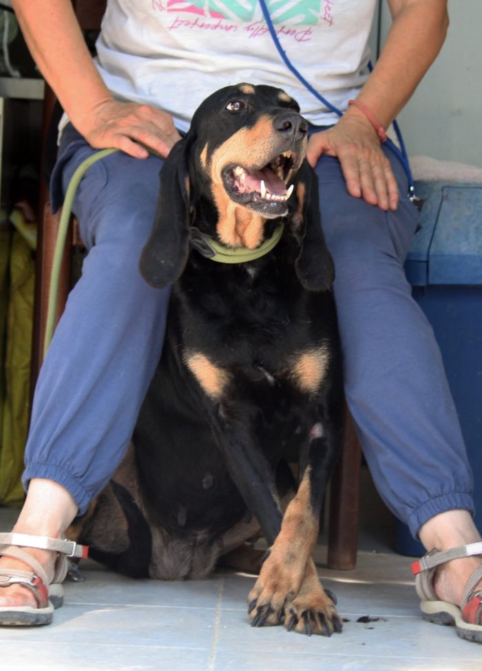 Bea splendida e dolce segugetta, in adozione