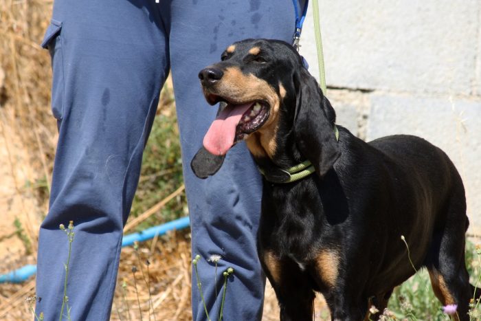 Bea splendida e dolce segugetta, in adozione - media 4