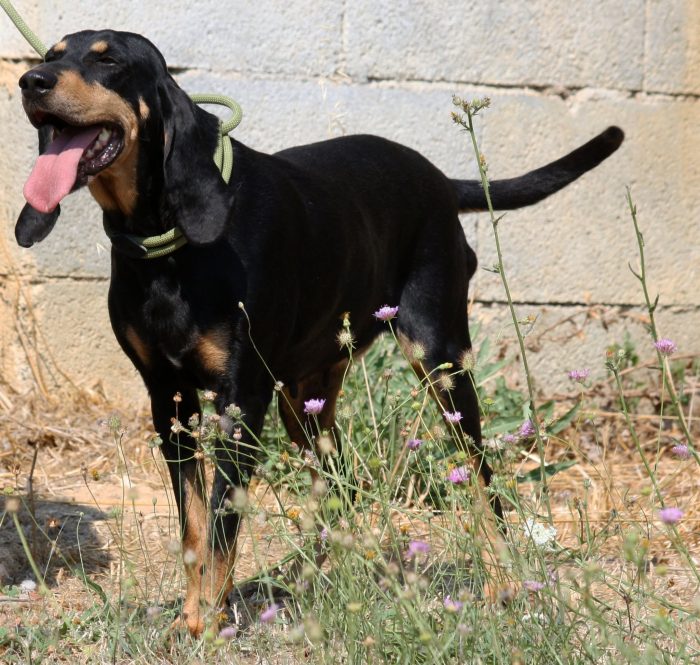 Bea splendida e dolce segugetta, in adozione