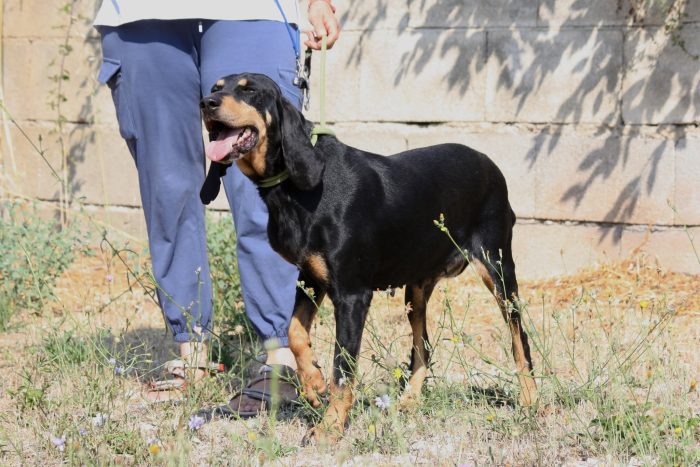 Bea splendida e dolce segugetta, in adozione - media 5