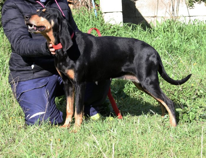 Bea splendida e dolce segugetta, in adozione - media 7
