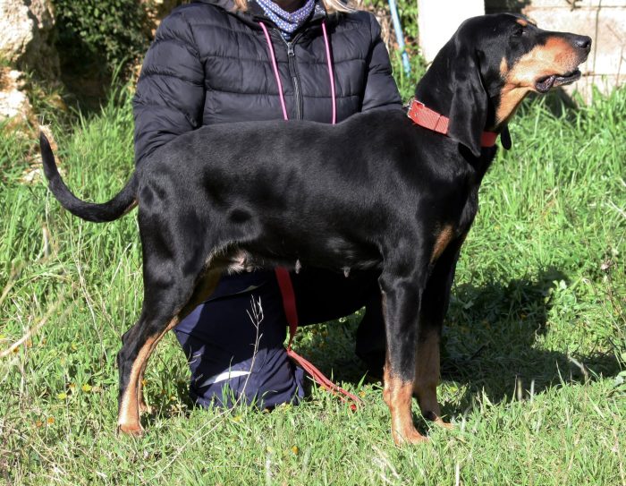 Bea splendida e dolce segugetta, in adozione - media 8