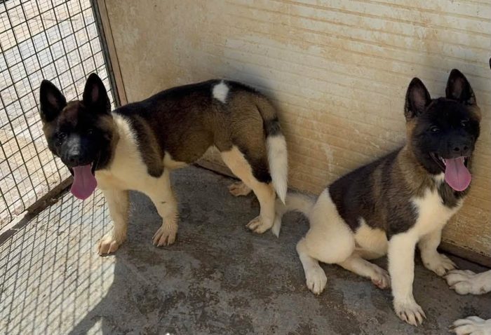 Adorabili cuccioline in adozione!