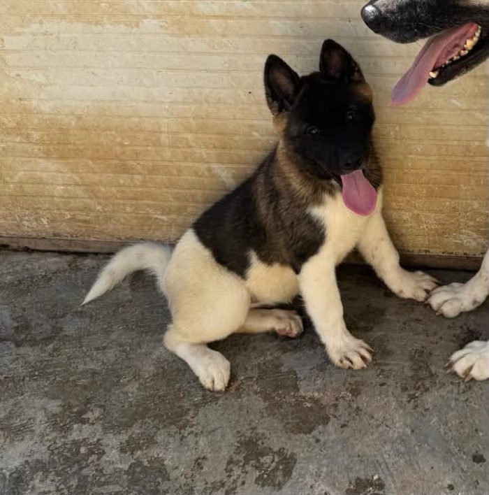 Adorabili cuccioline in adozione!