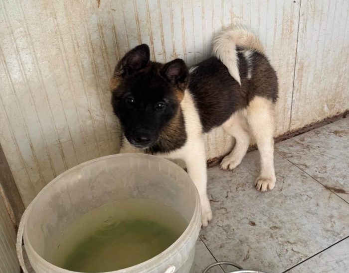Adorabili cuccioline in adozione! - media 4