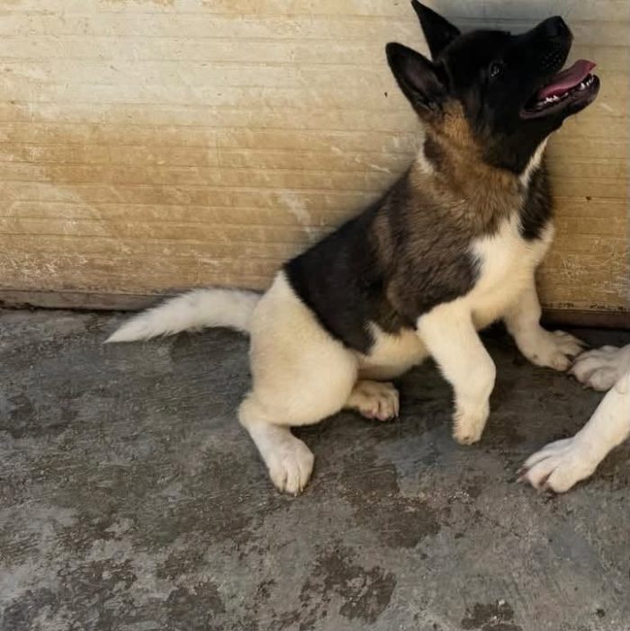 Adorabili cuccioline in adozione!