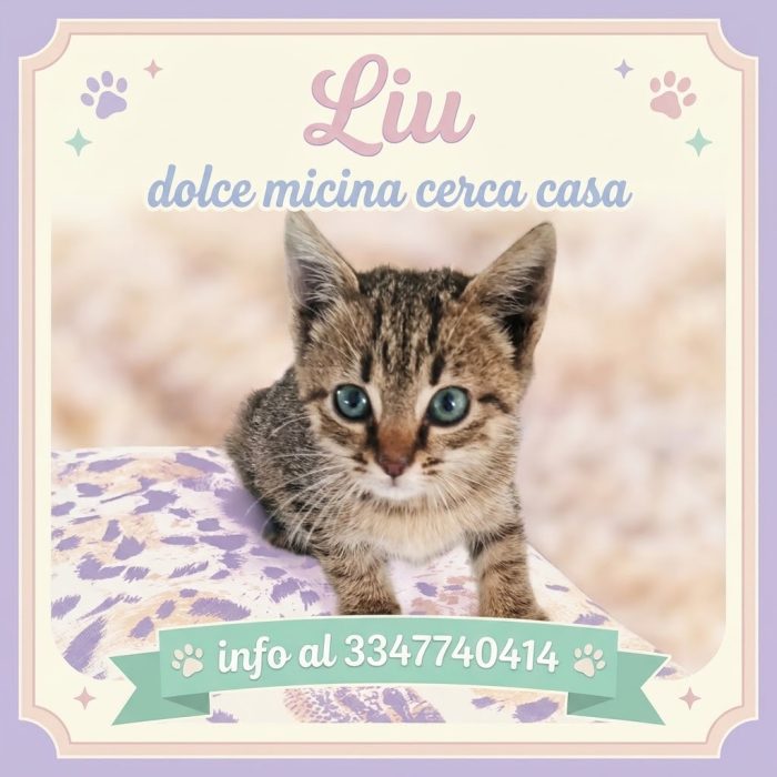 Liu dolce micina cerca casa - in adozione a Latina