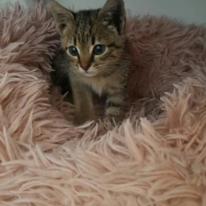 Liu dolce micina cerca casa - in adozione a Latina