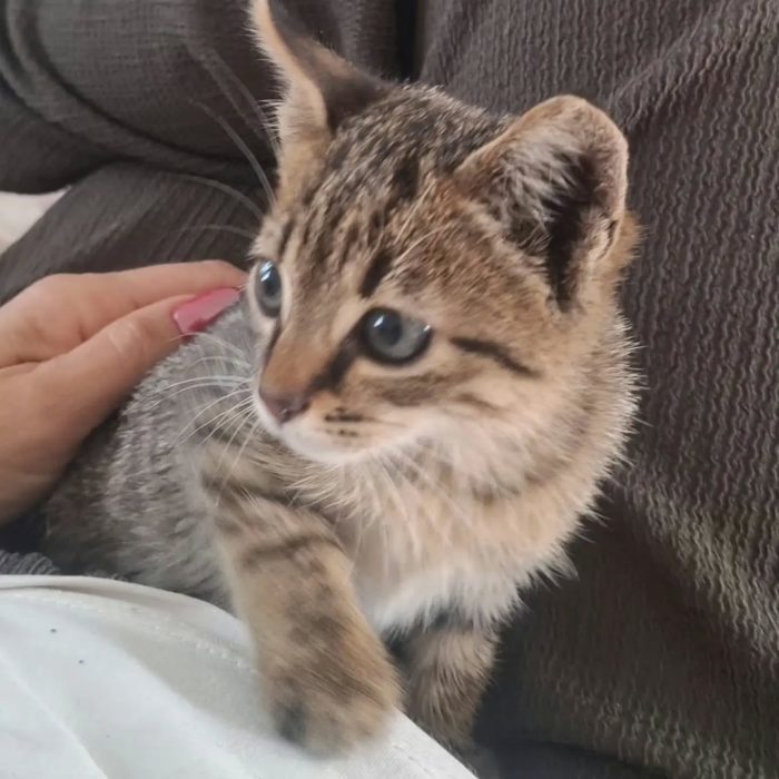 Liu dolce micina cerca casa - in adozione a Latina