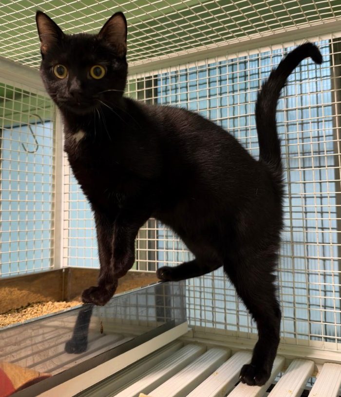 PUNTO GATTINO CERCA CASA
