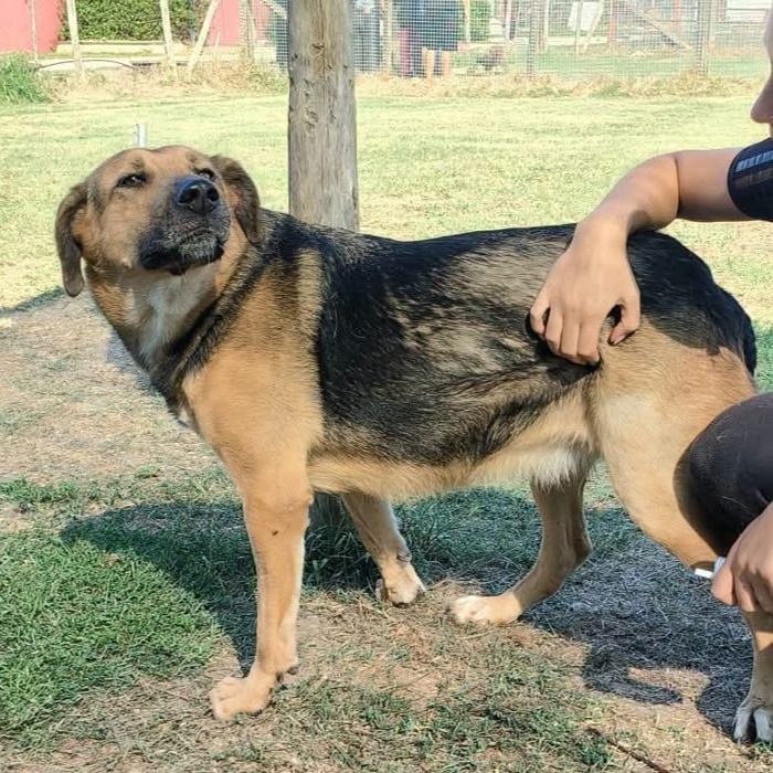 Lulù, strepitosa simil pastore t in adozione