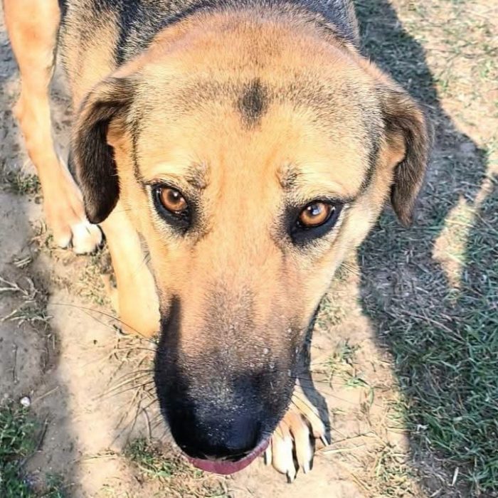Lulù, strepitosa simil pastore t in adozione