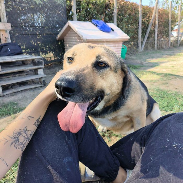 Lulù, strepitosa simil pastore t in adozione - media 7