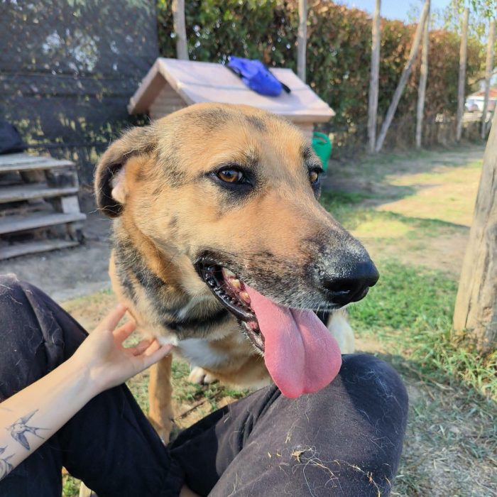 Lulù, strepitosa simil pastore t in adozione - media 5